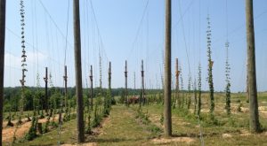 Goochland hops field