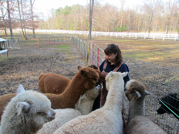 Marian Holmes and part of her alpaca herd.