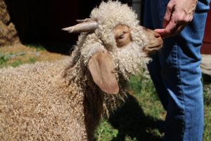 Two of Hardy's goats were born in March.