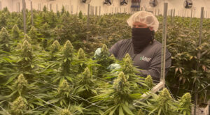 Marijuana still a budding industry in Virginia