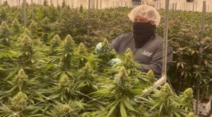 Marijuana industry budding in Richmond