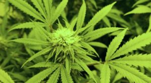 Bill would require referendums for recreational marijuana dispensaries in Virginia