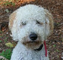 Cody the Goldendoodle